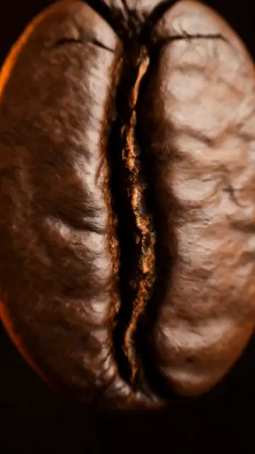 A single coffee bean in extreme close-up.